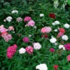 Sweet William Seeds - Tall Single Mix 1 Sweet William Seeds - Tall Single Mix -Garden Bounty sweet william tall single mix 1