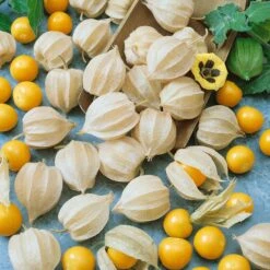 Tomatillo Seeds - Ground Cherry -Garden Bounty tomatillo ground cherry sbd 4
