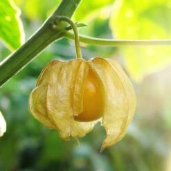 Tomatillo Seeds - Ground Cherry -Garden Bounty tomatillo ground cherry shk 3
