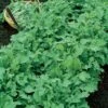 Turnip Seeds (Organic) - Seven Top -Garden Bounty turnip organic seven top sbd 1