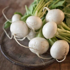 Turnip Seeds - White Egg