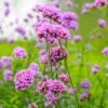 Verbena Seeds - Purpletop 1 Verbena Seeds - Purpletop -Garden Bounty verbena purpletop shk 1 037192c5 7cfb 47dd 9dca 98cb5f1e0480