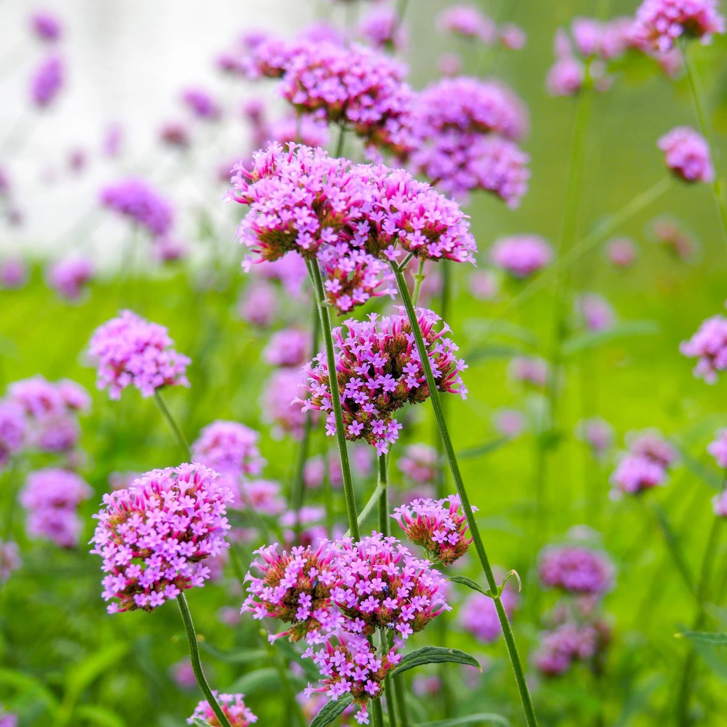 Verbena Seeds - Purpletop 3 Verbena Seeds - Purpletop