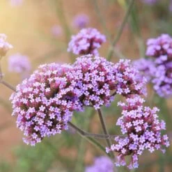 Verbena Seeds - Purpletop 10 Verbena Seeds - Purpletop -Garden Bounty verbena purpletop shk 4