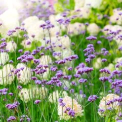 Verbena Seeds - Purpletop 11 Verbena Seeds - Purpletop -Garden Bounty verbena purpletop shk 5