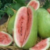 Watermelon Seeds - Charleston Grey 2 Watermelon Seeds - Charleston Grey -Garden Bounty watermelon charleston grey 1