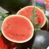 Watermelon Seeds - Sugar Baby Bush -Garden Bounty watermelon sugar baby bush sbd 1