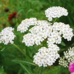 White Yarrow Seeds