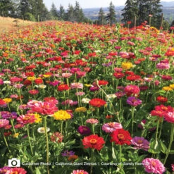 Zinnia Seeds - California Giants 11 Zinnia Seeds - California Giants -Garden Bounty zinnia california giants cp 5