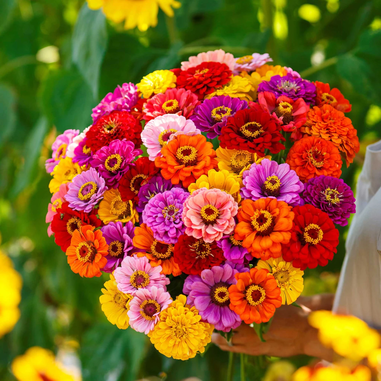 Zinnia Seeds - California Giants 3 Zinnia Seeds - California Giants