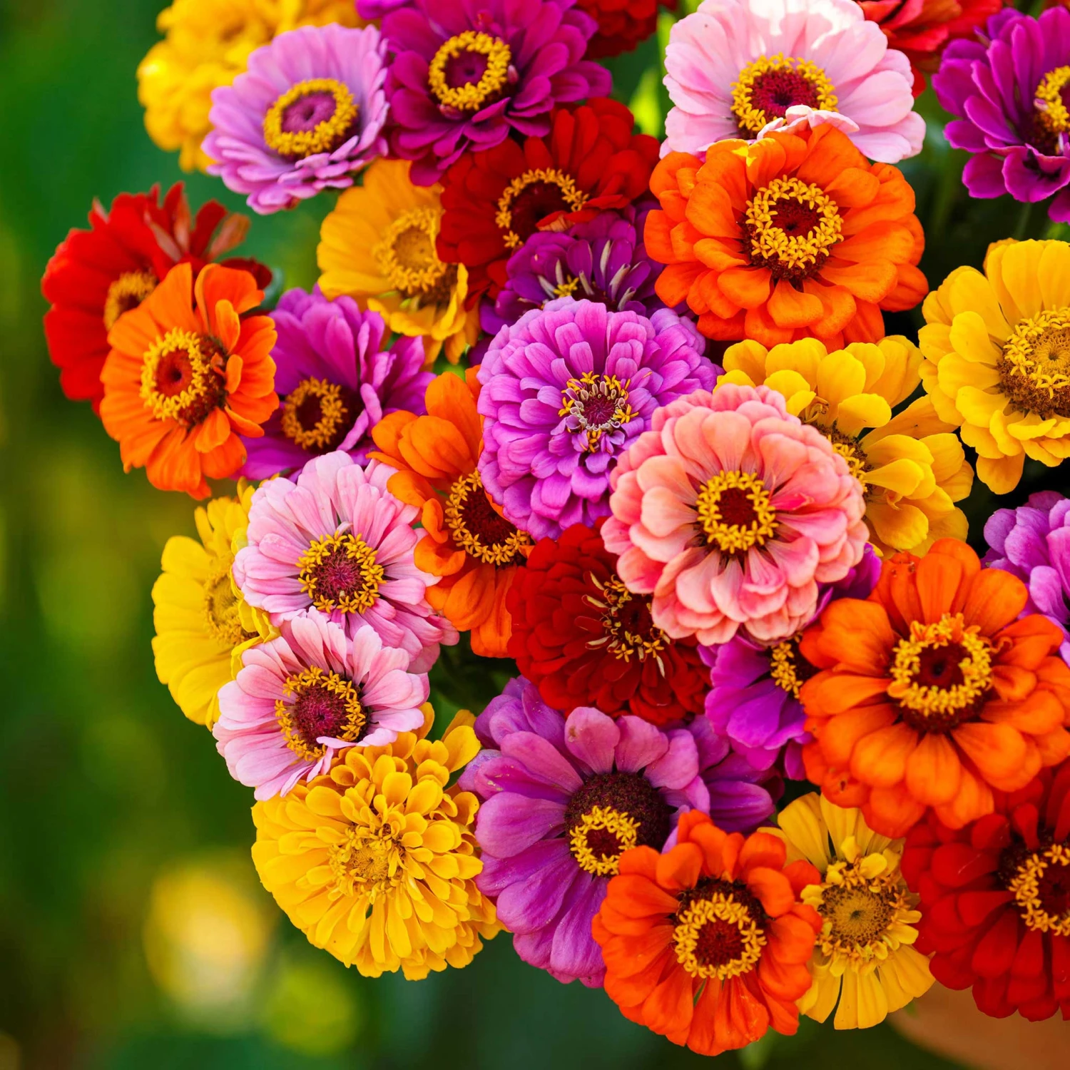 Zinnia Seeds - California Giants 4 Zinnia Seeds - California Giants - Image 2