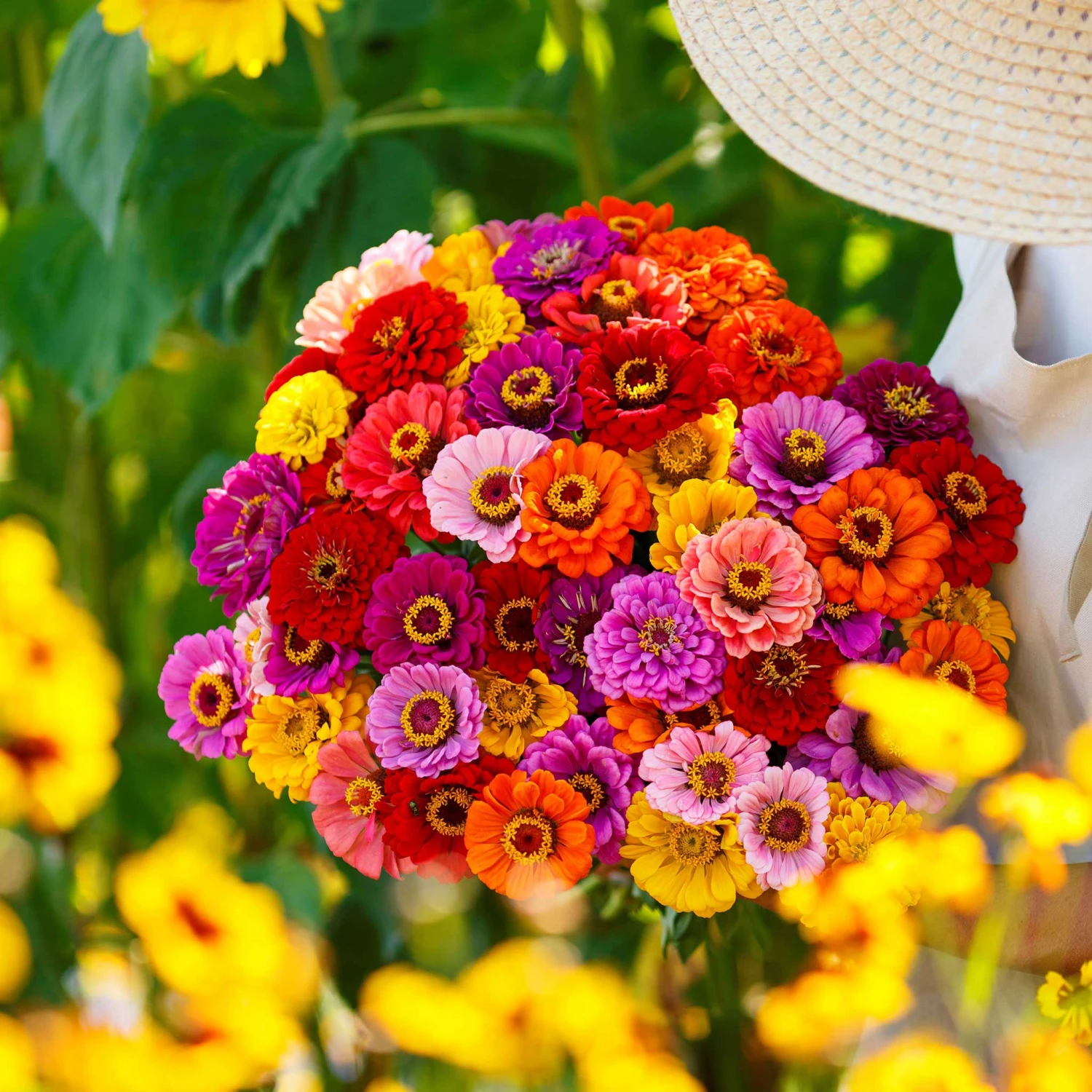 Zinnia Seeds - California Giants 5 Zinnia Seeds - California Giants - Image 3