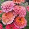 Zinnia Seeds - Cupcakes Pink Mix 1 Zinnia Seeds - Cupcakes Pink Mix -Garden Bounty zinnia cupcakes pink mix 1