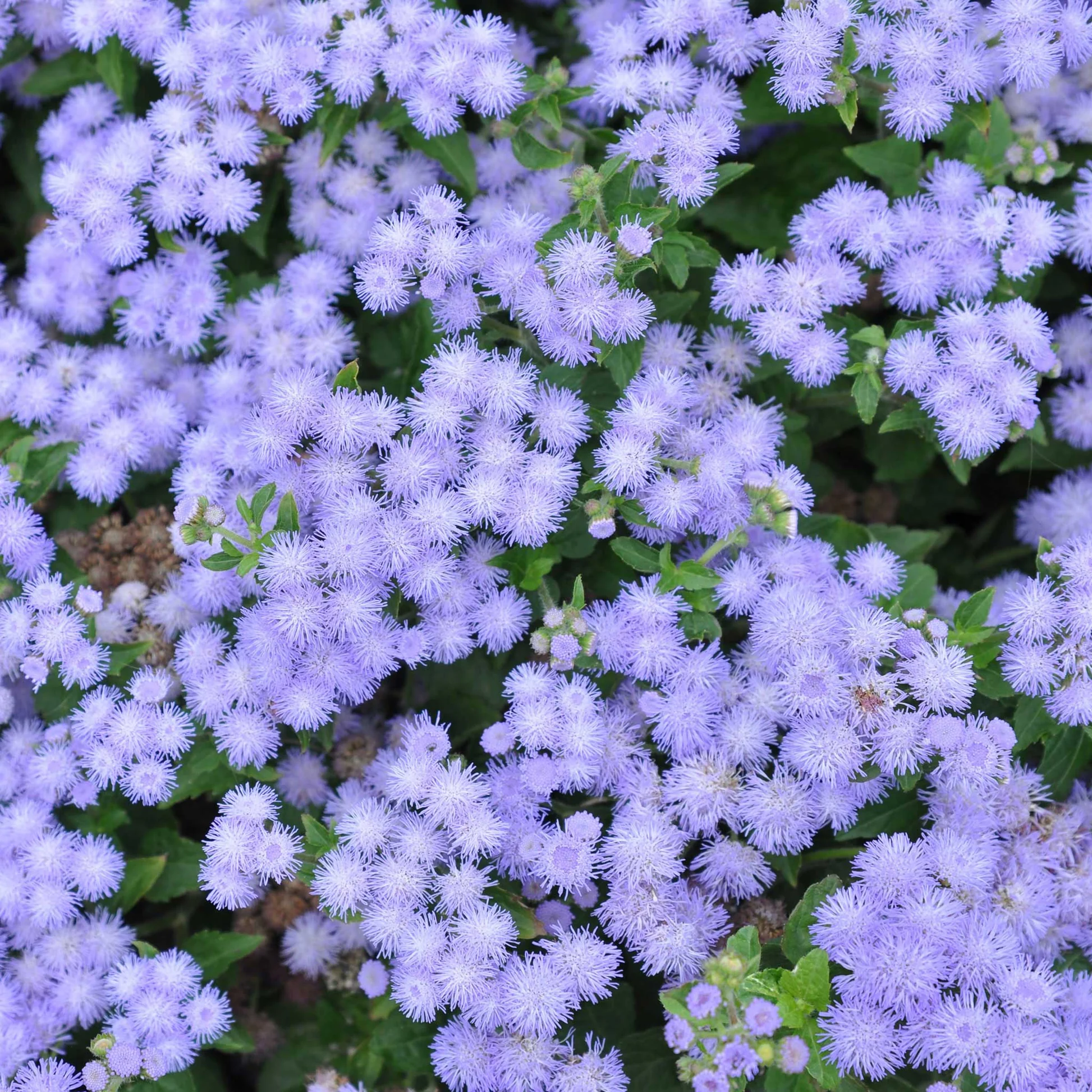 Front Page -Garden Bounty ageratum blue mink shk 2