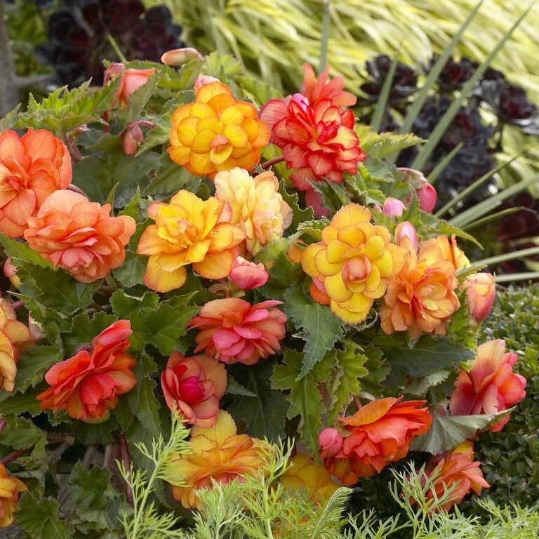 Front Page -Garden Bounty begonia golden balcony edi 3 768x768 1